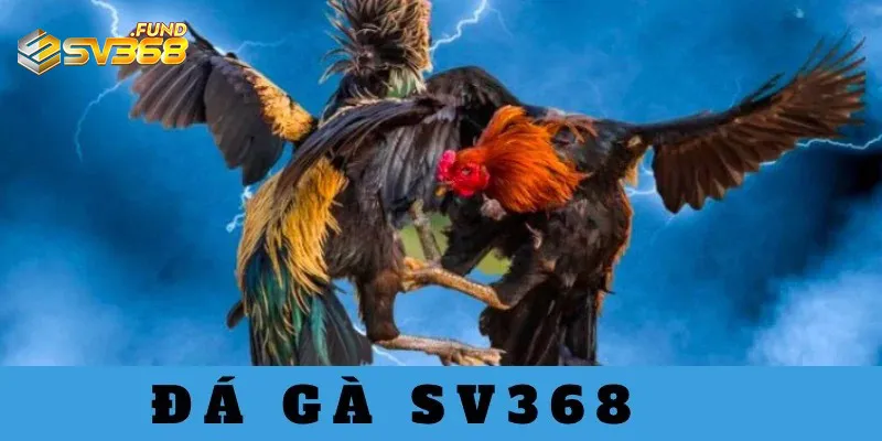 tim-hieu-da-ga-sv368